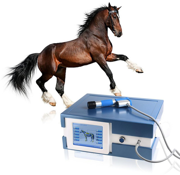 How can horse owner choose the right shockwave therapy machine for his horse?